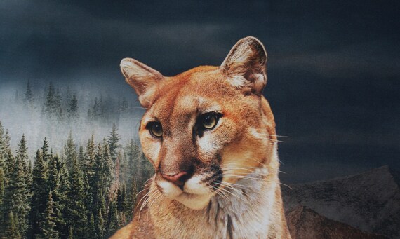 2286euro M Puma Katze Panel Stoff 56cm Digitaldruck Etsy
