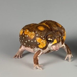 Bushveld rain frog Toad PVC Figure Model Figurine