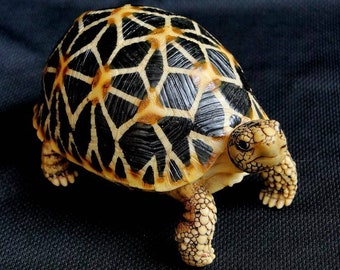 tortoise figure