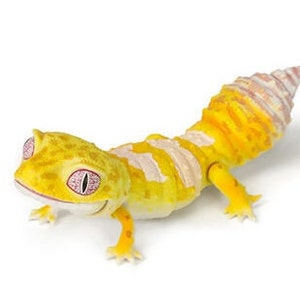 Japan Q Leopard gecko lizard PVC Action Figure model with joints (10cm) G