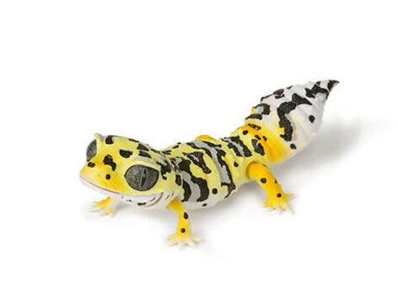 Leopard gecko model I made (jekca) : r/leopardgeckos