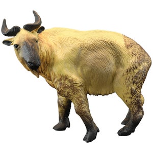 Takin cattle chamois animal PVC model figure figurine image 4