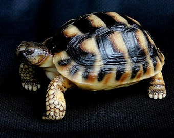 Life Size Herman Europe Land Tortoise turtle Replica Model Figurine Figure