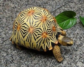 Life Size Large Radiated Tortoise Turtle Replica Model Figurine High Yellow 19cm
