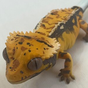 Japan Q Crested Gecko Lizard PVC Action Figure Model With Joints 10cm ...