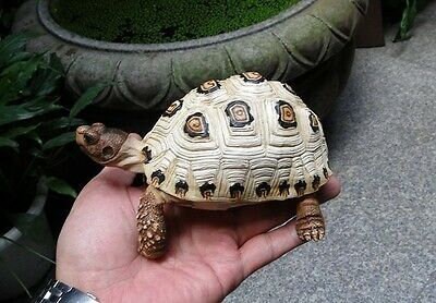 albino fly river turtle