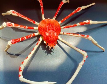 Japanese spider crab PVC Action Figure model with joints