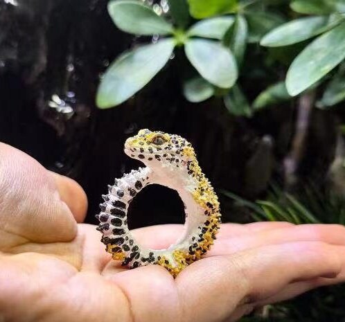 Leopard gecko deals ring