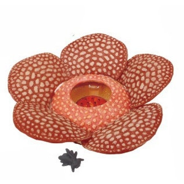 Japan Rafflesia corpse flower plant PVC figure model Color A