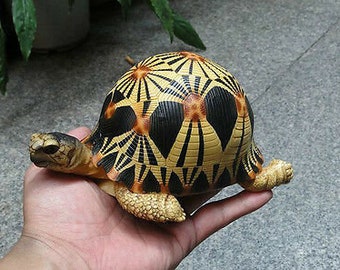 Life Size Resting Radiated Tortoise Turtle Replica Model Figurine high yellow