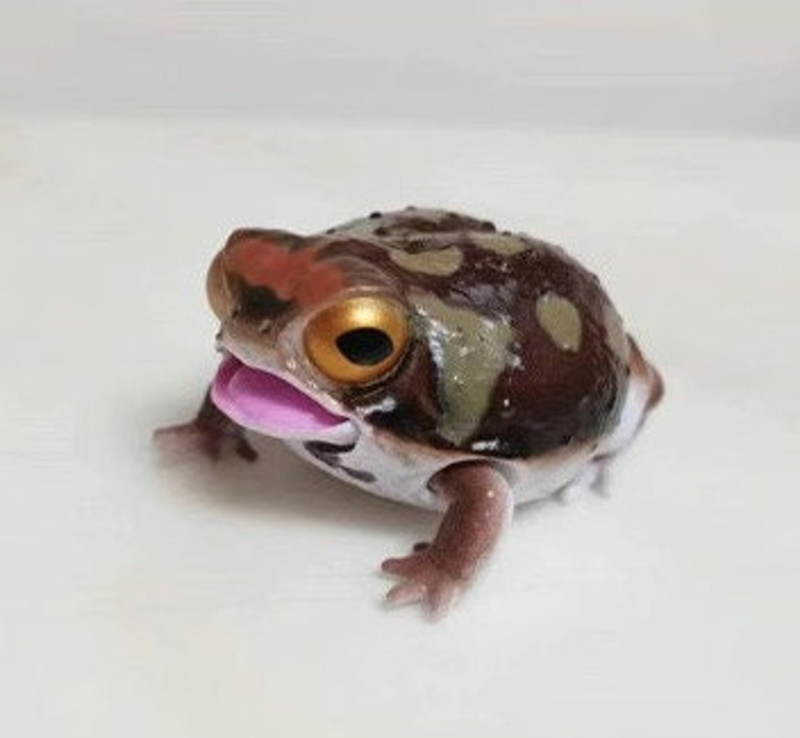 Bushveld Rain Frog Toad PVC Figurine Figure Model With Joints color A