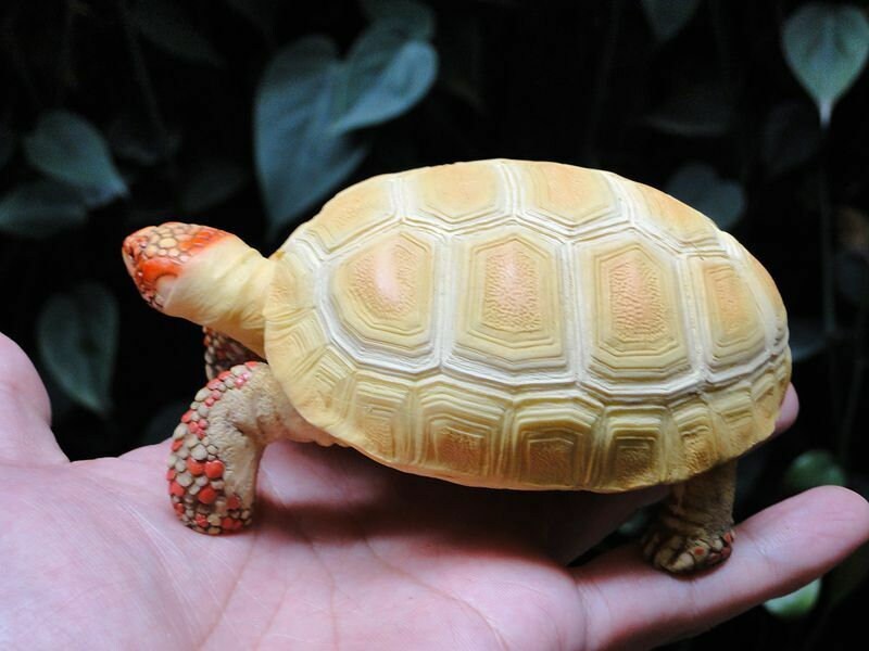 1:1 Life Size Albino Red Footed Tortoise Turtle Replica Model | Etsy