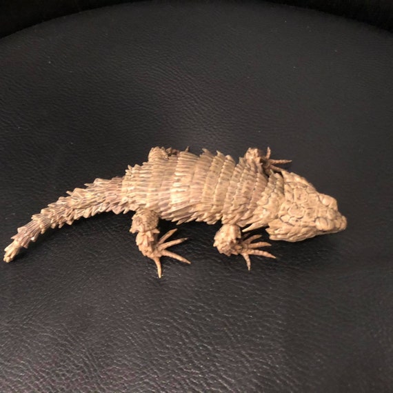 armadillo girdled lizard pet