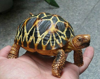 1:1 Life Size Burmese Star Tortoise Turtle Replica Figure Figurine Model