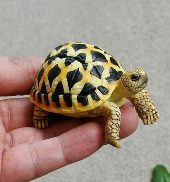 Star tortoise food buy online cheap