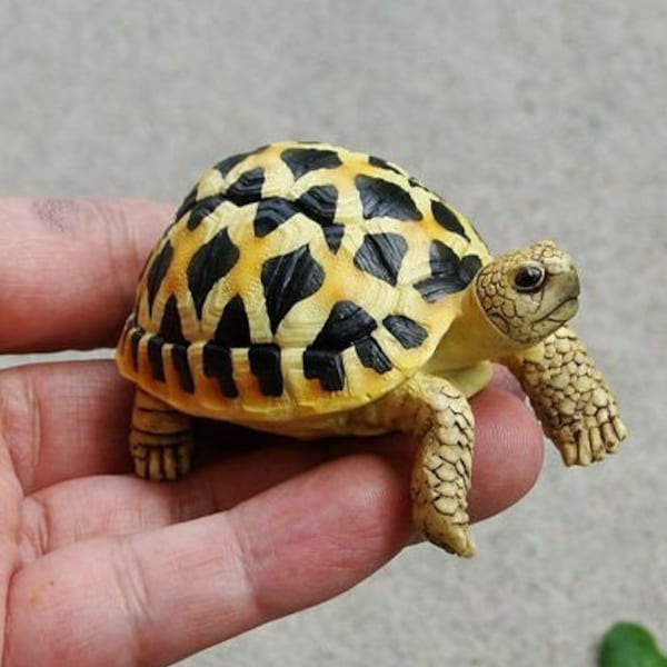 1:1 Life Size Baby Star Tortoise Turtle Replica Model Figurine Figure B