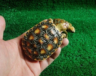 1:1 Life Size Pancake Tortoise Turtle Replica Model Figurine Figure dark color