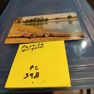 Carte postale vintage Alligator de Floride PC 398