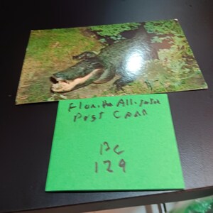 Tarjeta postal vintage de caimán de Florida PC 129
