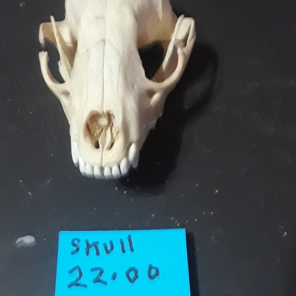 Skull. Rodent