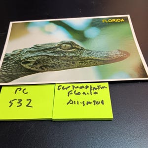 Carte postale vintage alligator de Floride, PC 532