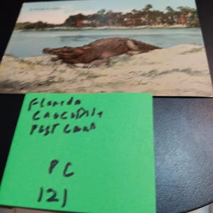 Carte postale vintage CROCODILE DE FLORIDE PC 121