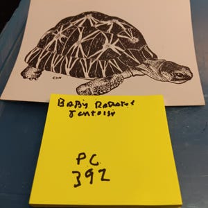 Carte postale vintage Baby Tortue rayonnée, rare PC 392