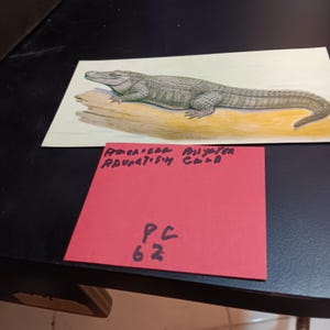 American Alligator Werbekarte Vintage PC-62