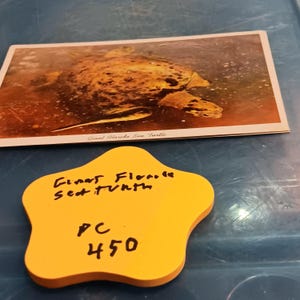 Carte postale vintage tortue de mer géante de Floride, rare PC 450