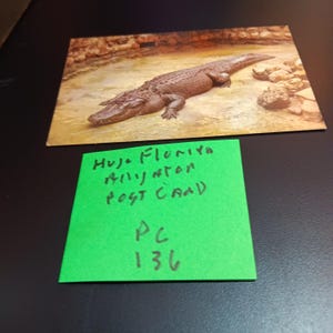 Énorme carte postale Alligator de Floride vintage PC 136