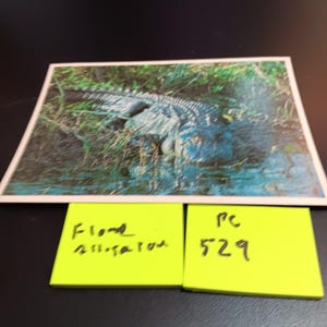 Florida Alligator Vintage Postkarte PC 529