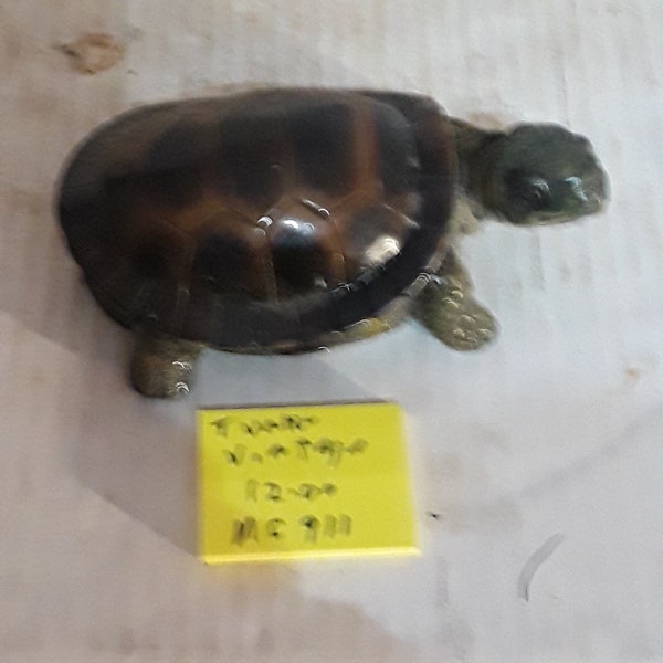 Turtle vintage composite