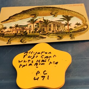 Carte postale alligator White Hall Palm Beach Floride vue sud-est vintage et rare PC 471