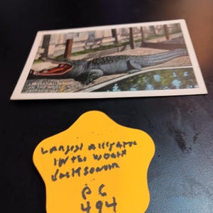 Carte postale vintage Jacksonville, Floride, le plus gros alligator PC 494