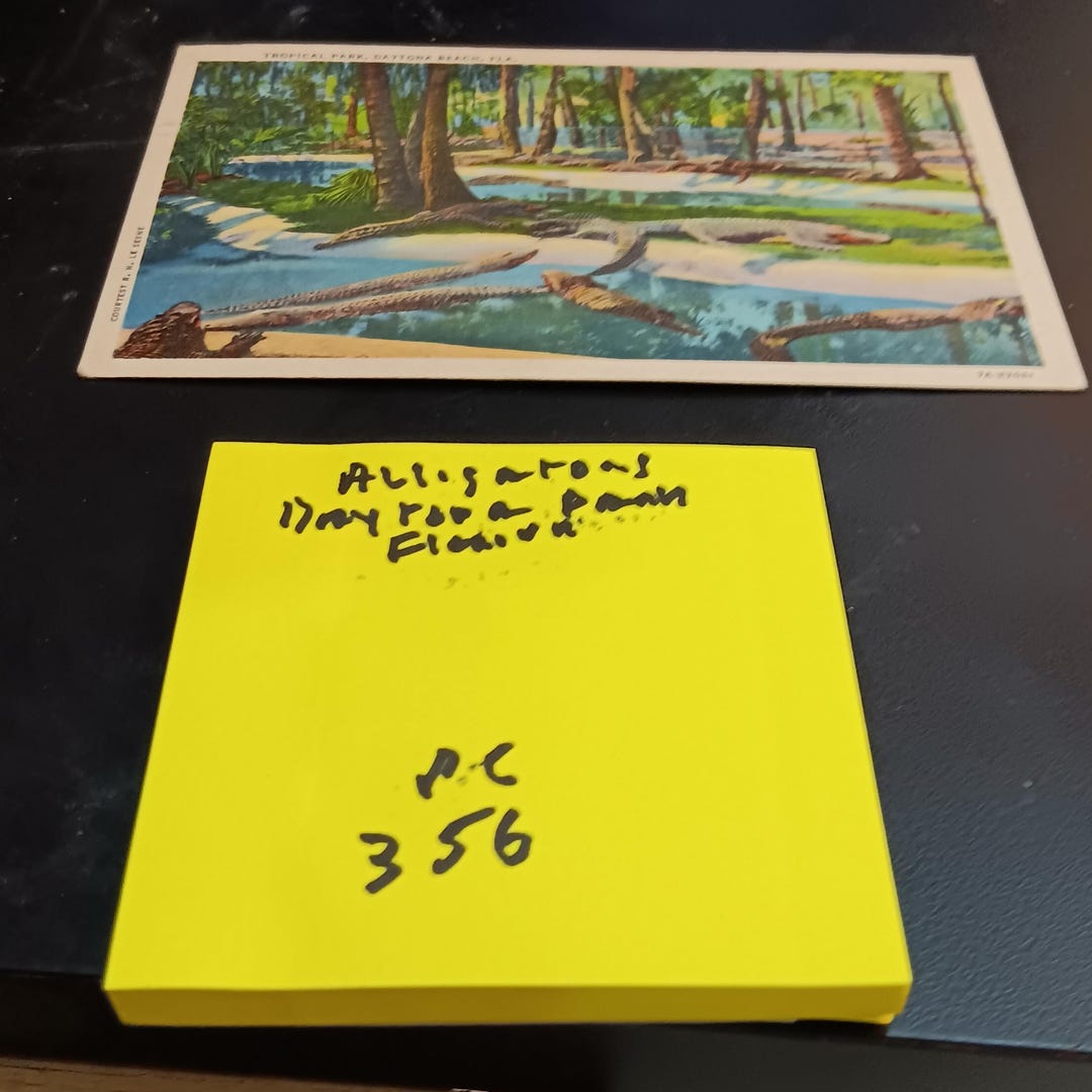 Alligators Daytona Park Florida Vintage Post Card PC 356 - Etsy