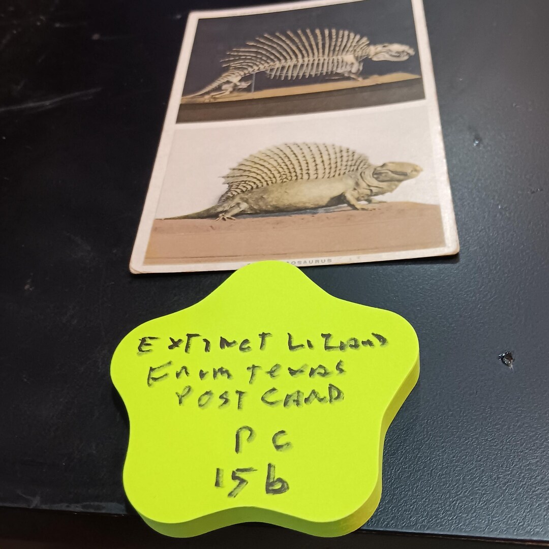 Extinct Lizard From Texas Post Card Vintage PC 156 - Etsy