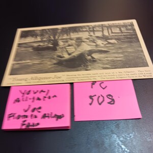 Young Alligator Joe Florida Alligator Farm Jacksonville Floride carte postale vintage 508 PC rares