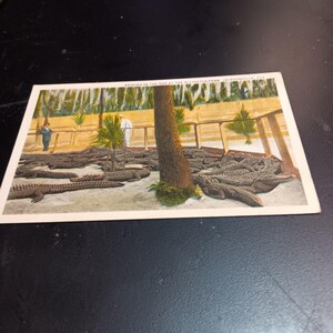 Aalen in der Sonne, Jacksonville, Florida Postkarte Vintage PC-184