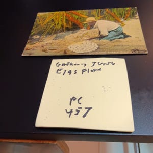 Rassembler des œufs de tortue en Floride, carte postale vintage rare PC 457