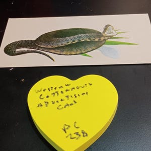 Western Cottonmouth Werbekarte Vintage PC-238