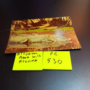 Carte postale vintage PC 530 : des alligators errent dans les ruisseaux de Floride