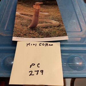 King Cobra reptielenwereld serpentijn vintage ansichtkaart pc 279