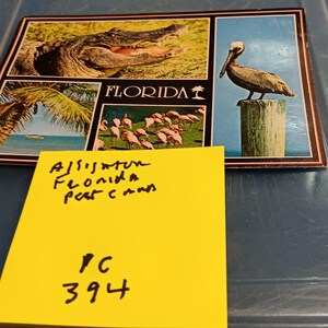 Carte postale alligator de Floride vintage PC 394