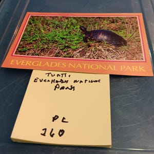 Carte postale vintage Tortue à ventre rouge de Floride PC 260