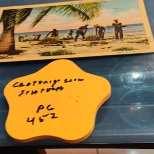 Capturer une tortue verte sur une carte postale vintage de Florida Key, un très vieux PC 452 rare