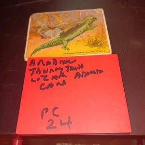 Arabische Dornschwanzeidechse Werbekarte Vintage gebrauchter Zustand PC 24