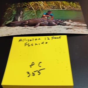 Carte postale vintage alligator de Floride 3,50 m, rare PC 355