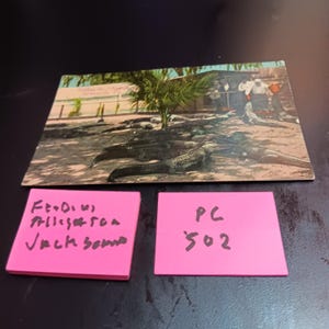 Cartolina d'epoca PC 502 con l'alimentazione degli alligatori alla fattoria degli alligatori di Jacksonville