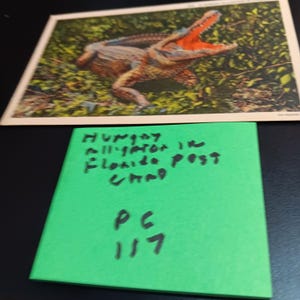 Carte postale alligator affamé en Floride PC vintage 117