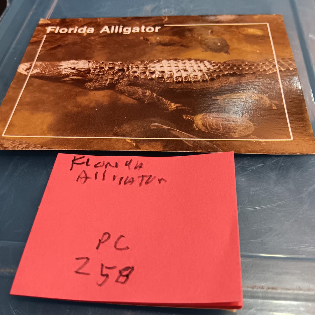 Florida Alligator Florida Wildlife Vintage Post Card PC 258 - Etsy